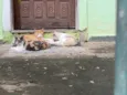Família de gatinhos 