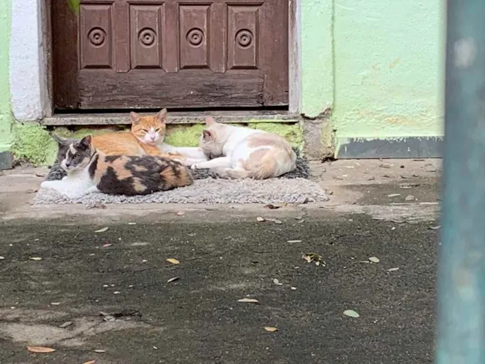 Gato ra a Sem raça definida  idade 2 a 6 meses nome Família de gatinhos 