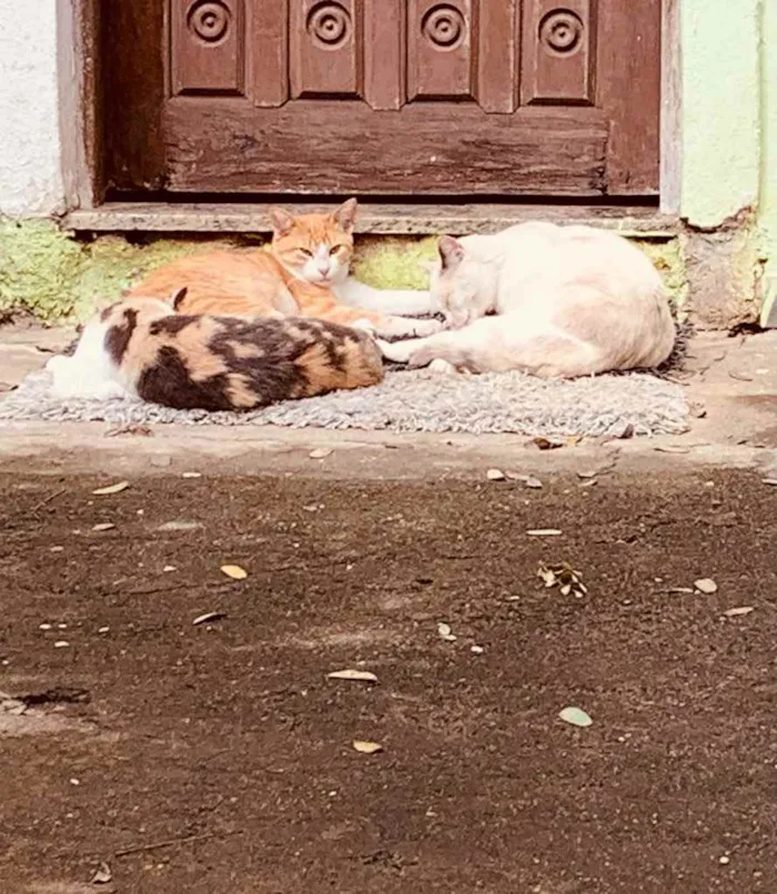 Gato ra a Sem raça definida  idade 2 a 6 meses nome Família de gatinhos 