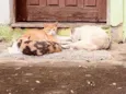 Família de gatinhos 