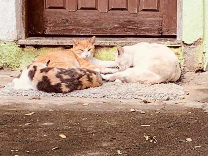 Gato ra a Sem raça definida  idade 2 a 6 meses nome Família de gatinhos 