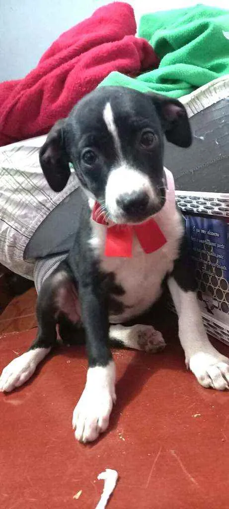 Cachorro raça  idade 2 a 6 meses nome Teka 