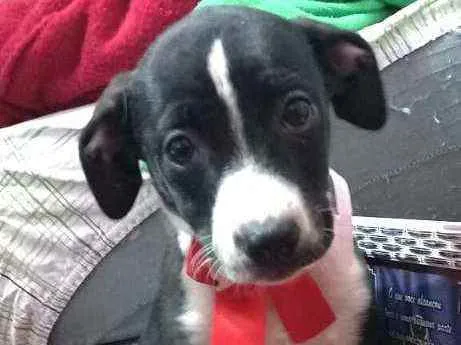 Cachorro raça  idade 2 a 6 meses nome Teka 