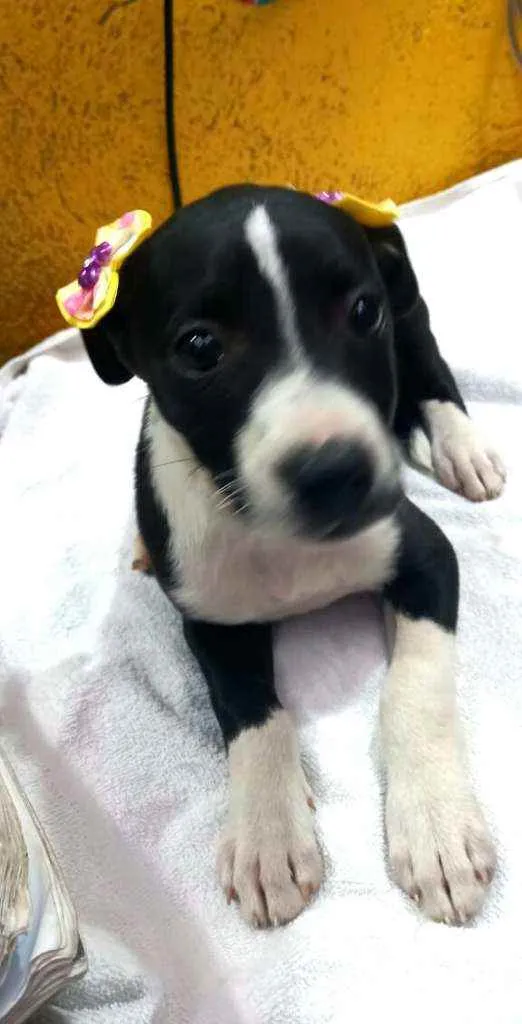 Cachorro raça  idade 2 a 6 meses nome Teka 