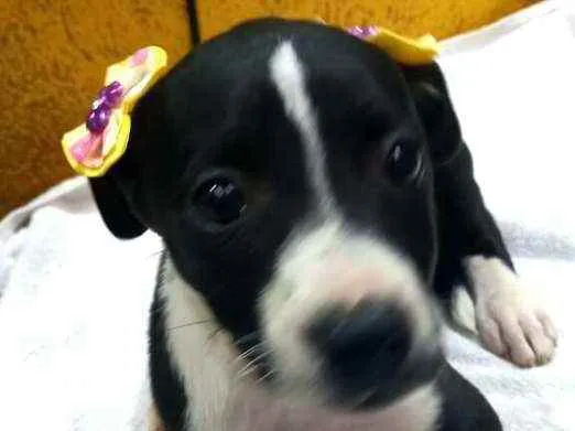 Cachorro raça  idade 2 a 6 meses nome Teka 