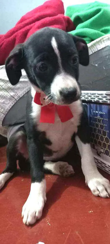 Cachorro raça  idade 2 a 6 meses nome Teka 