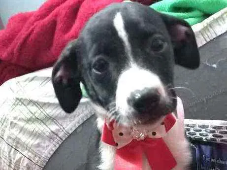 Cachorro raça  idade 2 a 6 meses nome Teka 