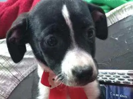 Cachorro raça  idade 2 a 6 meses nome Teka 