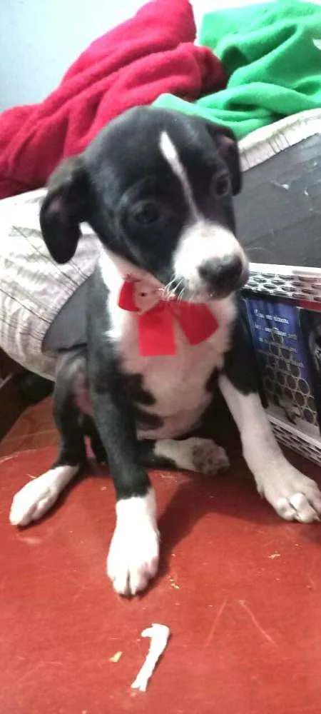 Cachorro raça  idade 2 a 6 meses nome Teka 