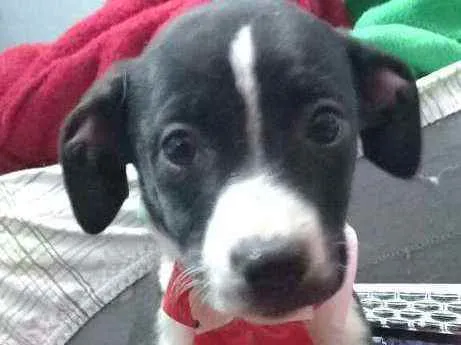 Cachorro raça  idade 2 a 6 meses nome Teka 