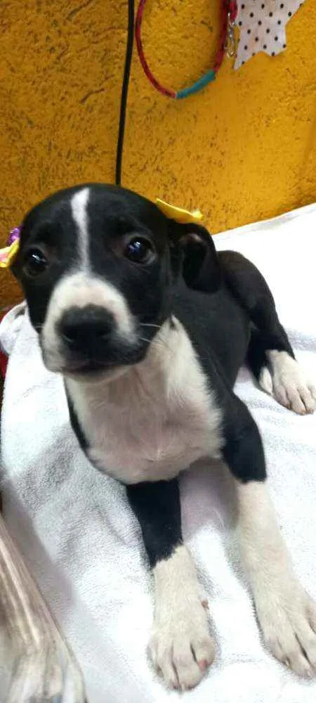 Cachorro raça  idade 2 a 6 meses nome Teka 