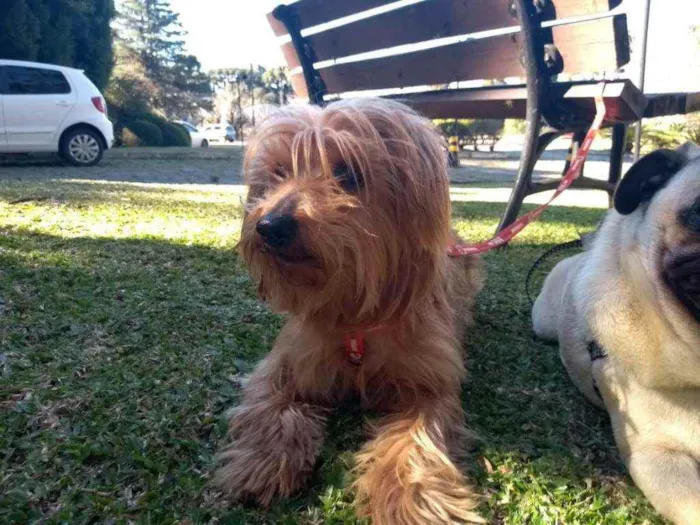 Cachorro ra a Yorkshire mestiço idade 6 ou mais anos nome Guns