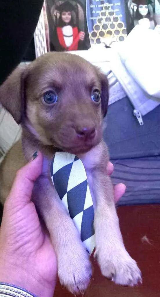 Cachorro raça  idade 2 a 6 meses nome Filhotes Sueli