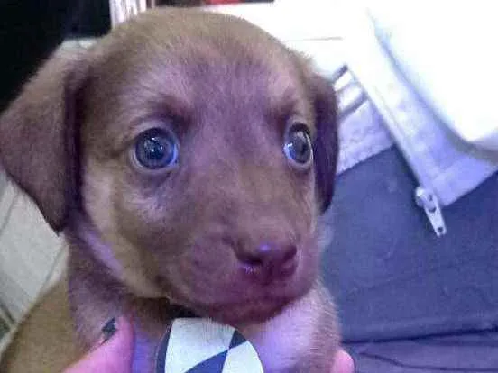 Cachorro raça  idade 2 a 6 meses nome Filhotes Sueli