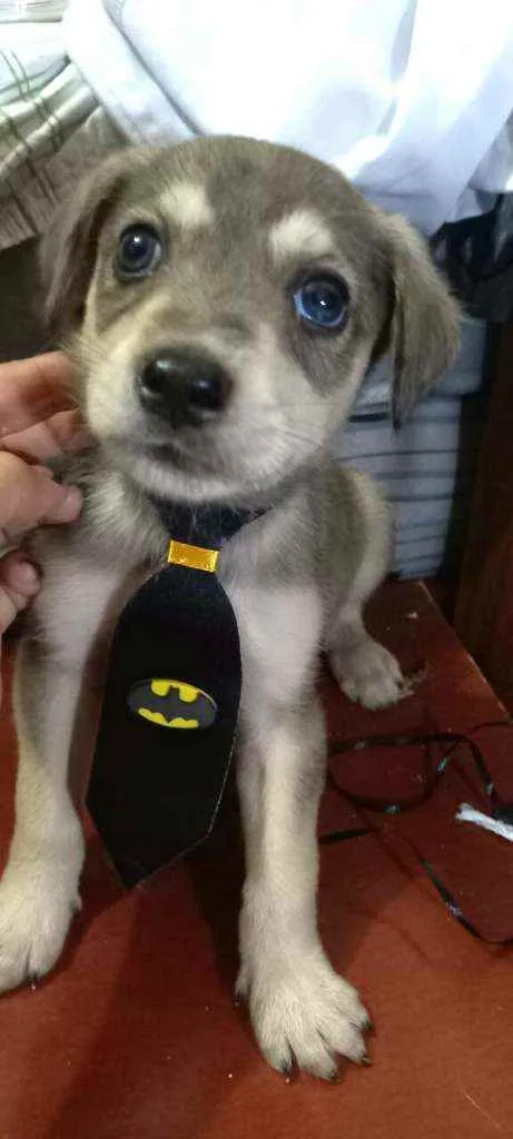 Cachorro raça  idade 2 a 6 meses nome Filhotes Sueli