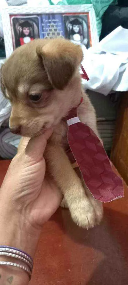 Cachorro raça  idade 2 a 6 meses nome Filhotes Sueli