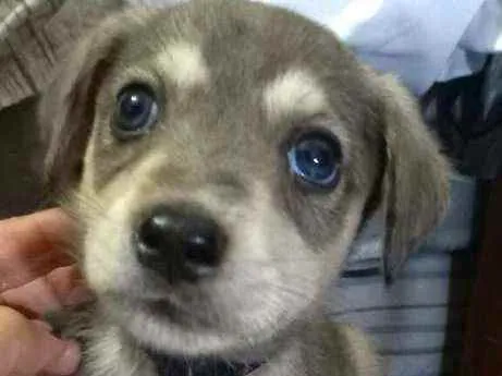 Cachorro raça  idade 2 a 6 meses nome Filhotes Sueli