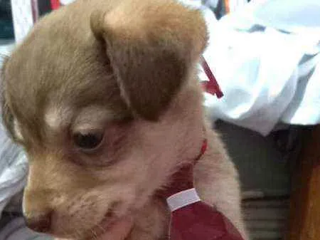 Cachorro raça  idade 2 a 6 meses nome Filhotes Sueli