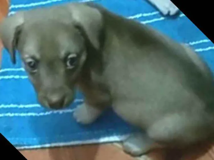 Cachorro raça  idade 2 a 6 meses nome Filhotes Sueli