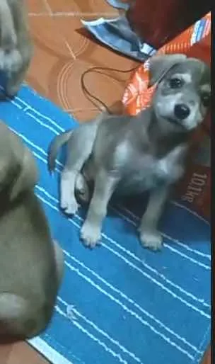 Cachorro raça  idade 2 a 6 meses nome Filhotes Sueli