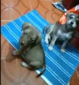 Cachorro raça  idade 2 a 6 meses nome Filhotes Sueli