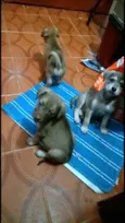 Cachorro raça  idade 2 a 6 meses nome Filhotes Sueli