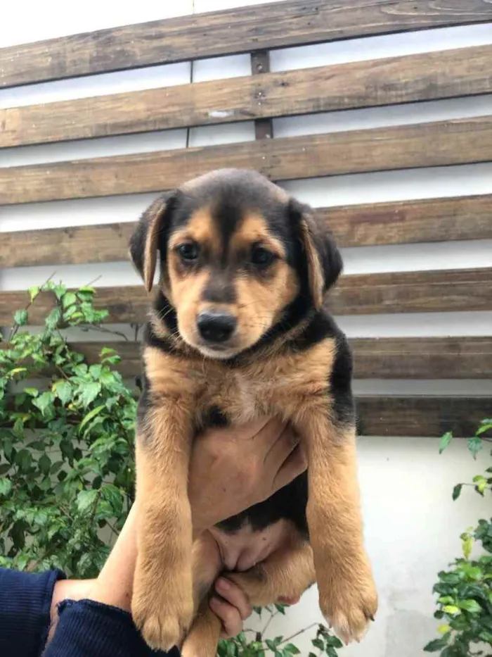 Cachorro raça SRD idade 2 a 6 meses nome Sem Nome