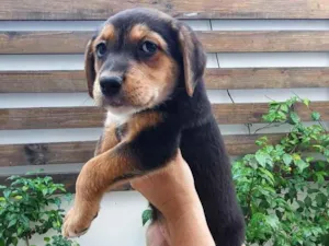 Cachorro raça SRD idade 2 a 6 meses nome Sem Nome
