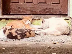 Gato raça Sem raça definida  idade 2 a 6 meses nome Família de gatinhos 