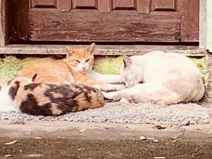 Gato ra a Sem raça definida  idade 2 a 6 meses nome Família de gatinhos 