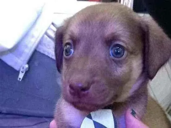 Cachorro raça  idade 2 a 6 meses nome Filhotes Sueli