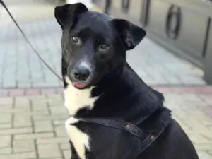 Cachorro raça SDR idade 3 anos nome Miguel 