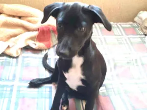 Cachorro raça SRD idade 2 a 6 meses nome Paçoca 