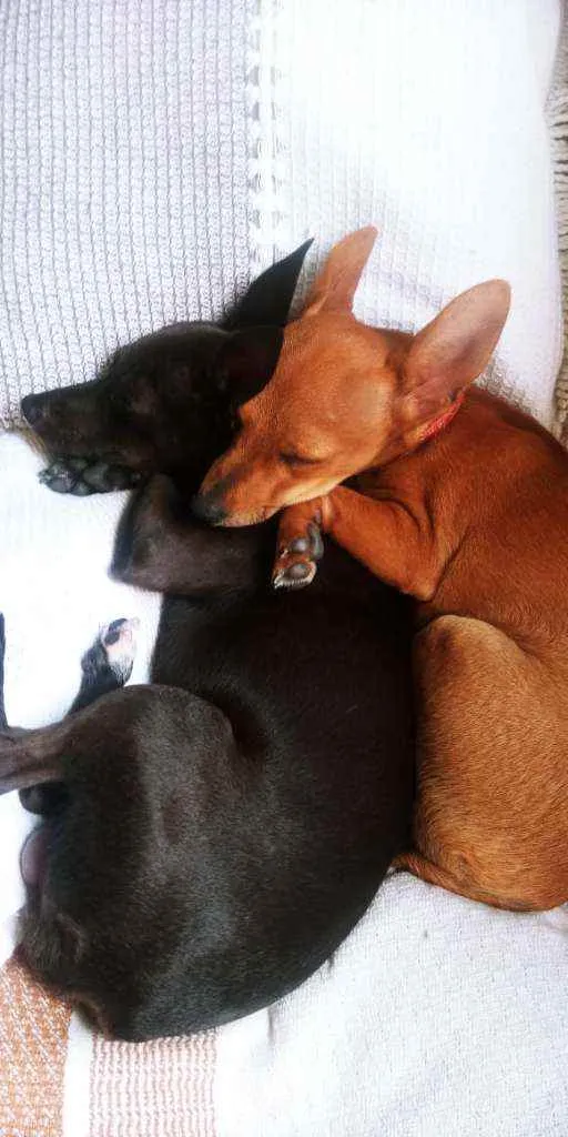 Cachorro raça  idade Abaixo de 2 meses nome Filhotes