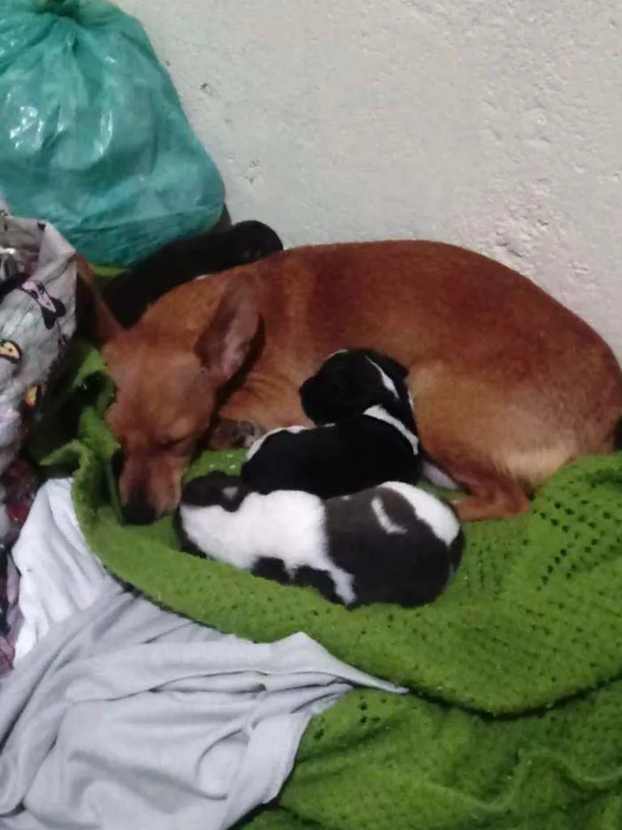Cachorro raça  idade Abaixo de 2 meses nome Filhotes