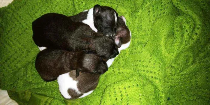 Cachorro raça  idade Abaixo de 2 meses nome Filhotes