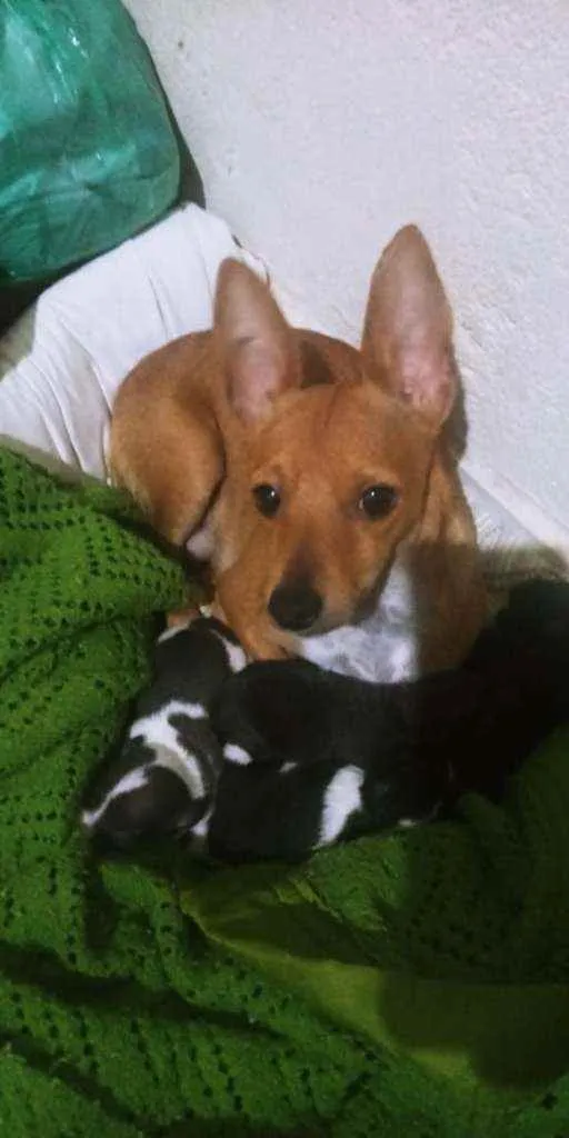 Cachorro raça  idade Abaixo de 2 meses nome Filhotes