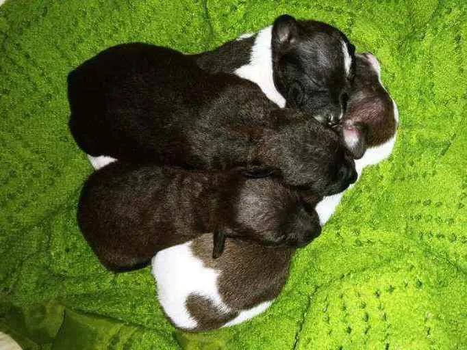 Cachorro raça  idade Abaixo de 2 meses nome Filhotes