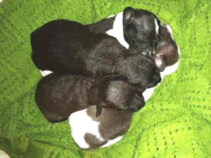 Cachorro raça  idade Abaixo de 2 meses nome Filhotes