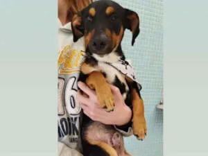 Cachorro raça SRD idade 1 ano nome Charlie
