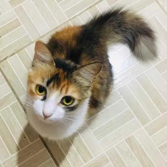 Gato ra a SRD idade 1 ano nome Jade
