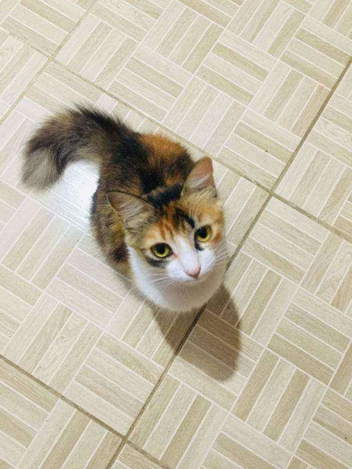 Gato ra a SRD idade 1 ano nome Jade