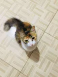 Jade