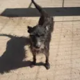 Nikita