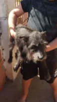 Nikita
