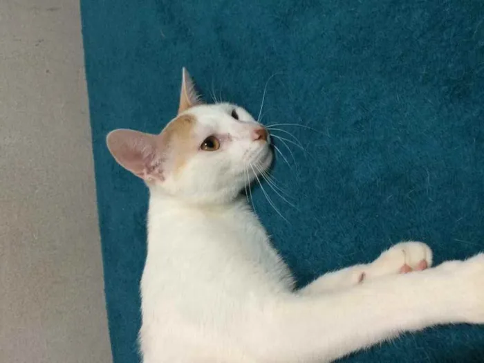 Gato ra a Sem raça definida  idade 7 a 11 meses nome Floki