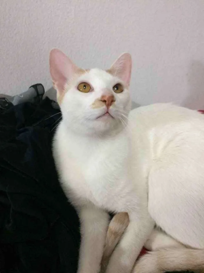 Gato ra a Sem raça definida  idade 7 a 11 meses nome Floki