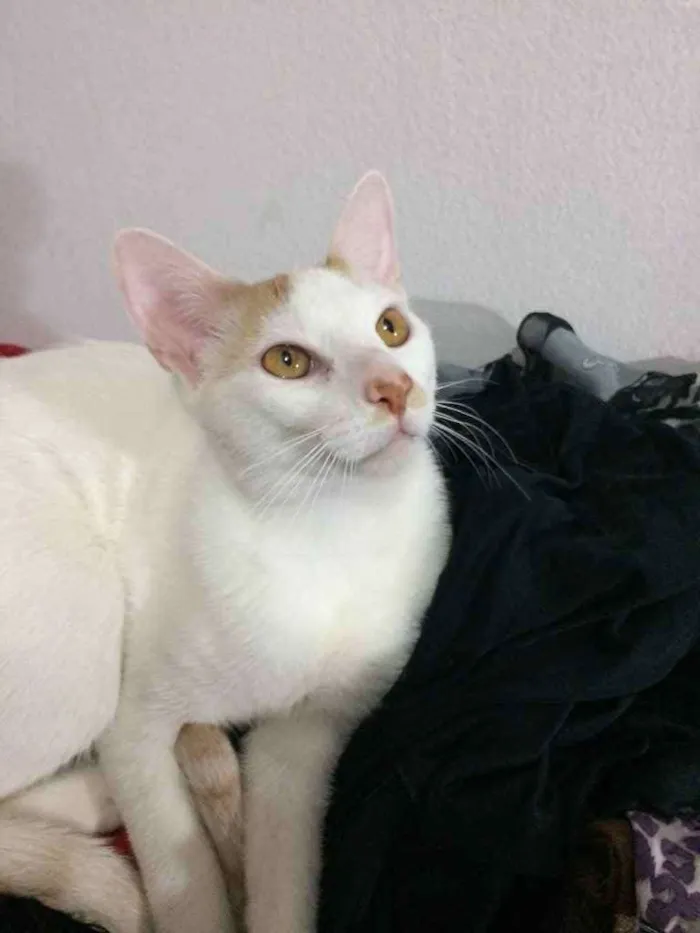 Gato ra a Sem raça definida  idade 7 a 11 meses nome Floki