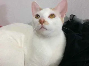 Gato raça Sem raça definida  idade 7 a 11 meses nome Floki