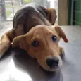 Kika
